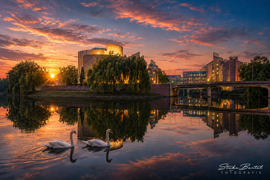 Zwanen aan het Gouvernement met een mooie zonsondergang
